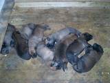 Собаки, щенки Бельгийская овчарка (Малинуа), цена 10000 Грн., Фото