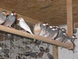 Папуги й птахи Канарки, ціна 50 Грн., Фото