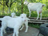 Тваринництво,  Сільгосп тварини Кози, ціна 1300 Грн., Фото