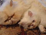 Кошки, котята Персидская, цена 2000 Грн., Фото
