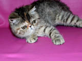 Кошки, котята Экзотическая короткошерстная, цена 600 Грн., Фото