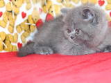 Кошки, котята Экзотическая короткошерстная, цена 500 Грн., Фото