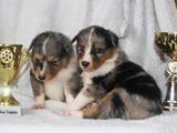Собаки, щенята Шелті, ціна 4000 Грн., Фото
