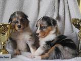 Собаки, щенята Шелті, ціна 4000 Грн., Фото