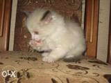 Кішки, кошенята Невськая маскарадна, ціна 10 Грн., Фото
