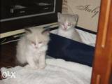 Кішки, кошенята Невськая маскарадна, ціна 10 Грн., Фото