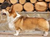 Собаки, щенята Вельш коргі пемброк, ціна 15000 Грн., Фото