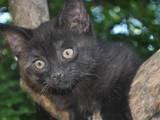 Кошки, котята Шотландская вислоухая, цена 150 Грн., Фото