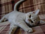 Кішки, кошенята Британська короткошерста, ціна 400 Грн., Фото