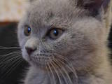 Кішки, кошенята Британська короткошерста, ціна 400 Грн., Фото
