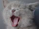Кошки, котята Британская короткошерстная, цена 400 Грн., Фото