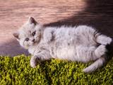Кішки, кошенята Британська короткошерста, ціна 3500 Грн., Фото