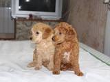 Собаки, щенята Той-пудель, ціна 2500 Грн., Фото