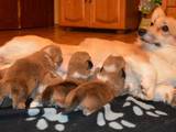 Собаки, щенята Вельш коргі пемброк, ціна 25000 Грн., Фото