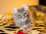 Кошки, котята Американский керл, Фото