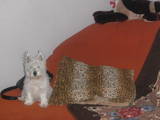 Собаки, щенки Вестхайленд уайт терьер, цена 3000 Грн., Фото