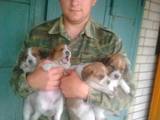 Собаки, щенки Ганноверская гончая, цена 700 Грн., Фото