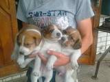 Собаки, щенки Ганноверская гончая, цена 700 Грн., Фото