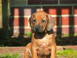 Собаки, щенки Родезийский риджбек, цена 12000 Грн., Фото