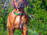 Собаки, щенки Родезийский риджбек, цена 12000 Грн., Фото