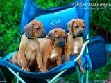 Собаки, щенята Родезійського ріджбек, ціна 12000 Грн., Фото