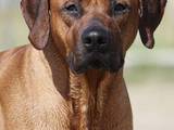 Собаки, щенята Родезійського ріджбек, ціна 12000 Грн., Фото