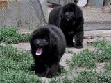 Собаки, щенки Ньюфаундленд, цена 8000 Грн., Фото