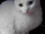 Кошки, котята Турецкий ван, цена 100 Грн., Фото