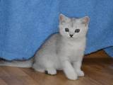 Кошки, котята Британская короткошерстная, цена 3000 Грн., Фото