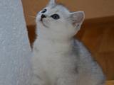 Кошки, котята Британская короткошерстная, цена 3000 Грн., Фото