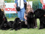 Собаки, щенки Ньюфаундленд, цена 11000 Грн., Фото