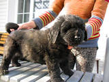 Собаки, щенята Ньюфаундленд, ціна 4000 Грн., Фото