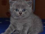 Кошки, котята Британская короткошерстная, цена 700 Грн., Фото