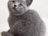 Кошки, котята Британская короткошерстная, цена 700 Грн., Фото