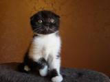 Кошки, котята Шотландская вислоухая, цена 2300 Грн., Фото