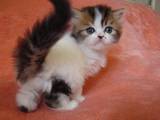 Кошки, котята Шотландская вислоухая, цена 2300 Грн., Фото