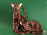 Кошки, котята Ориентальная, цена 4000 Грн., Фото