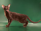 Кішки, кошенята Орієнтальна, ціна 4000 Грн., Фото