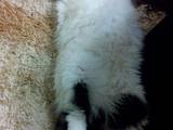 Кошки, котята Сибирская, цена 5 Грн., Фото