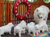 Собаки, щенки Самоед, цена 7000 Грн., Фото