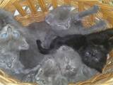 Кішки, кошенята Британська короткошерста, ціна 650 Грн., Фото