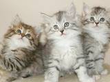 Кошки, котята Шиншилла, цена 50 Грн., Фото