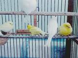 Папуги й птахи Канарки, ціна 150 Грн., Фото