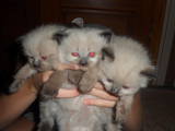 Кішки, кошенята Балінез, ціна 600 Грн., Фото