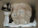 Кішки, кошенята Бірманська, ціна 500 Грн., Фото