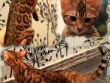 Кішки, кошенята Бенгальськая, ціна 8000 Грн., Фото