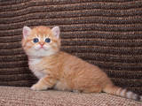 Кошки, котята Британская короткошерстная, цена 12000 Грн., Фото