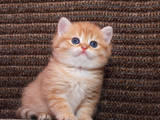 Кошки, котята Британская короткошерстная, цена 12000 Грн., Фото
