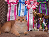 Кішки, кошенята Британська короткошерста, ціна 12000 Грн., Фото