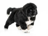 Собаки, щенята Ньюфаундленд, ціна 25000 Грн., Фото